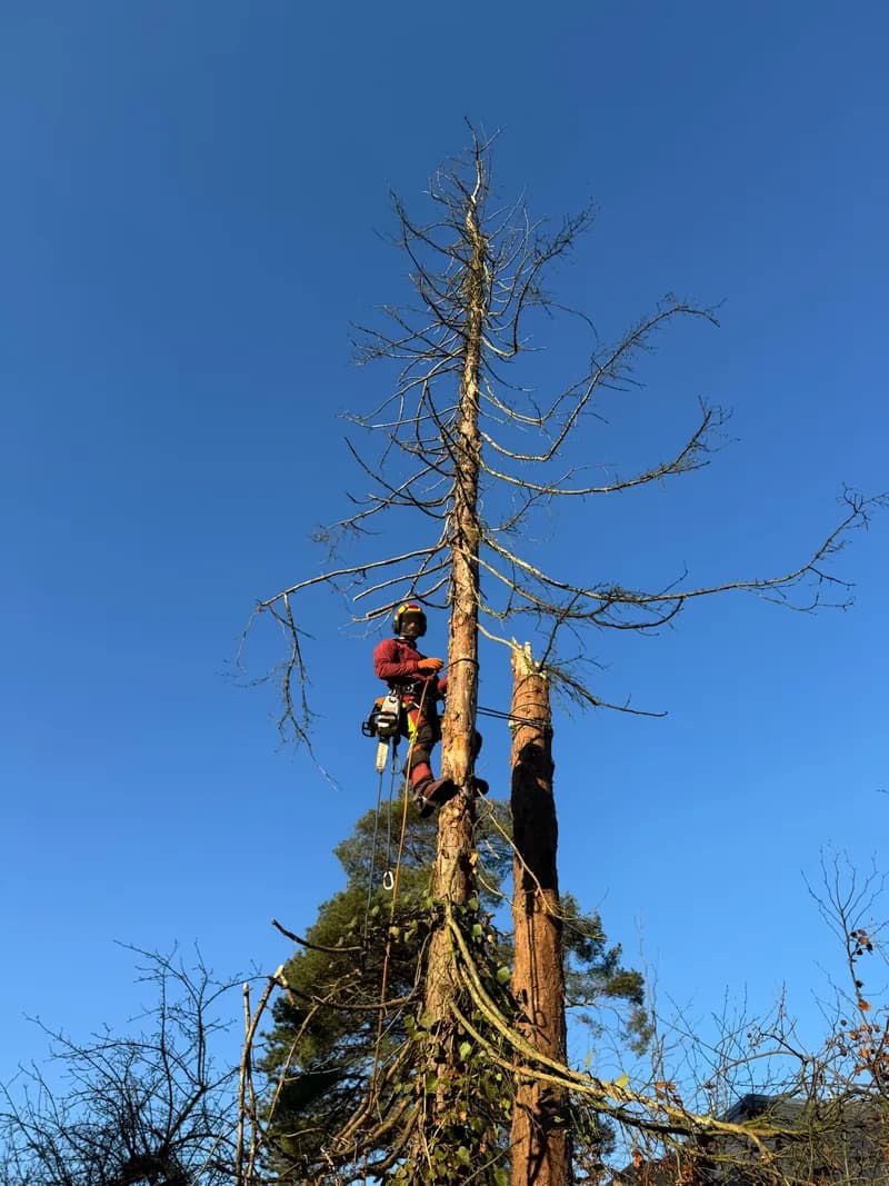 Baumfällung Hamburg – Nordgrün Baum- und Landschaftspflege Hamburg