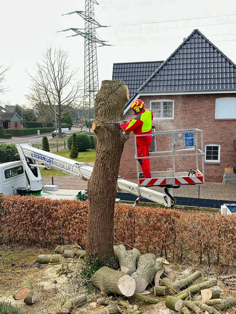 Baumfällung Kreis Pinneberg – Nordgrün Baum- und Landschaftspflege Hamburg