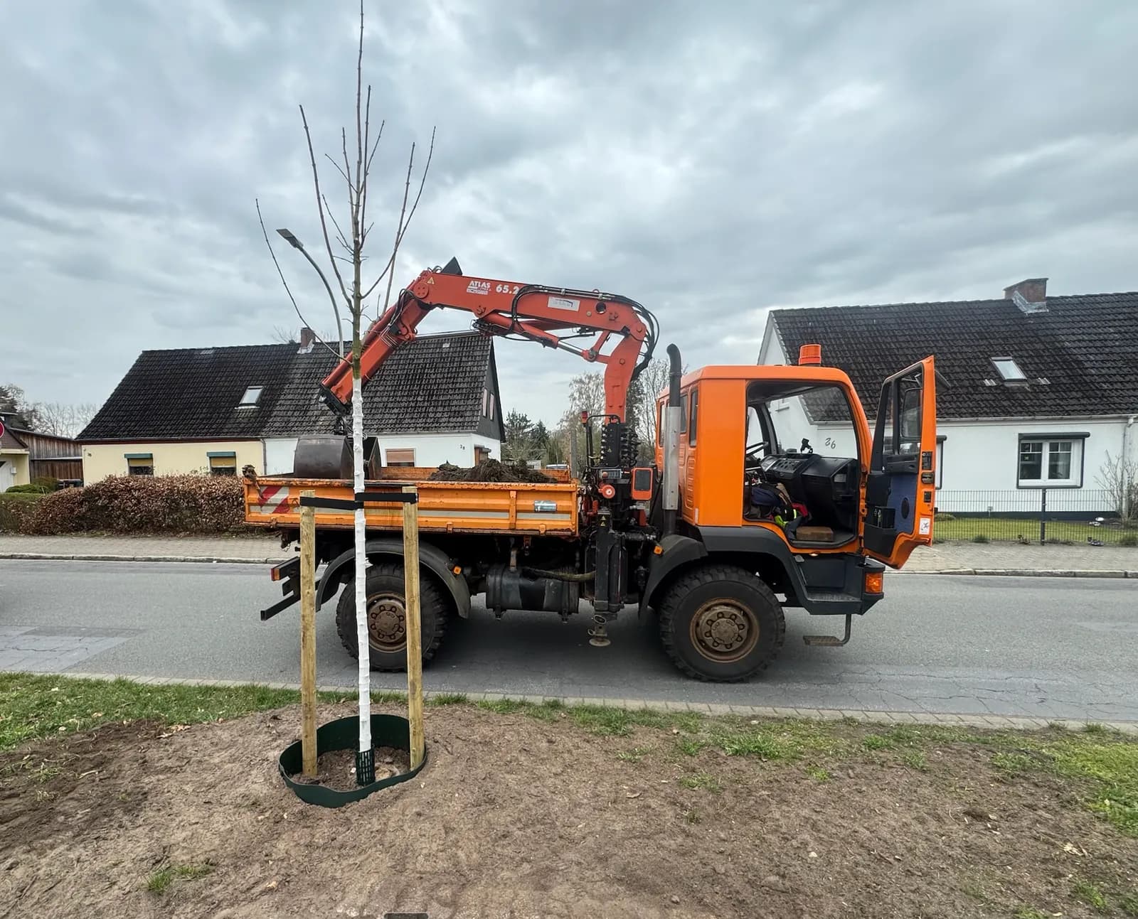 Pflanzung Hamburg – Nordgrün Baum- und Landschaftspflege Hamburg