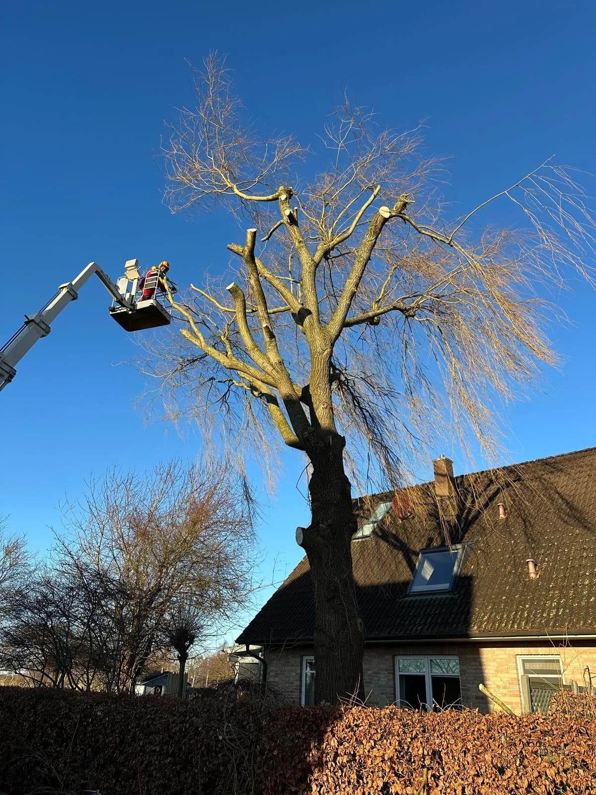 Baumfällung Hamburg – Nordgrün Baum- und Landschaftspflege Hamburg
