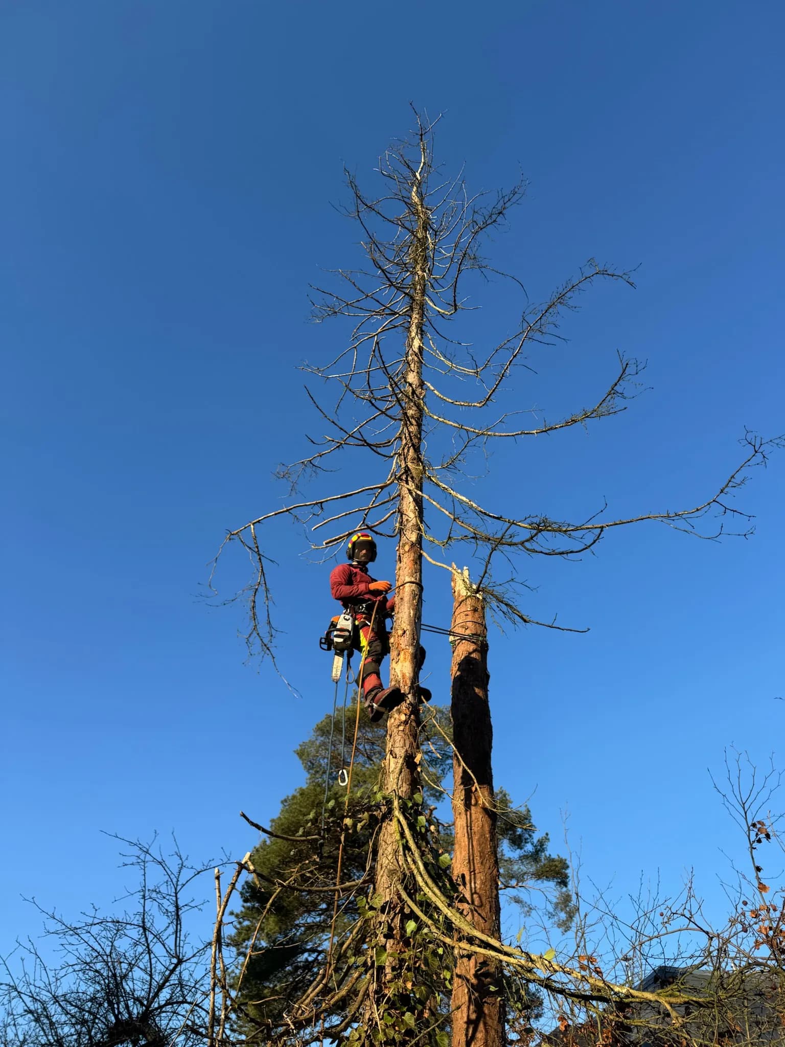 Baumfällung Hamburg – Nordgrün Baum- und Landschaftspflege Hamburg