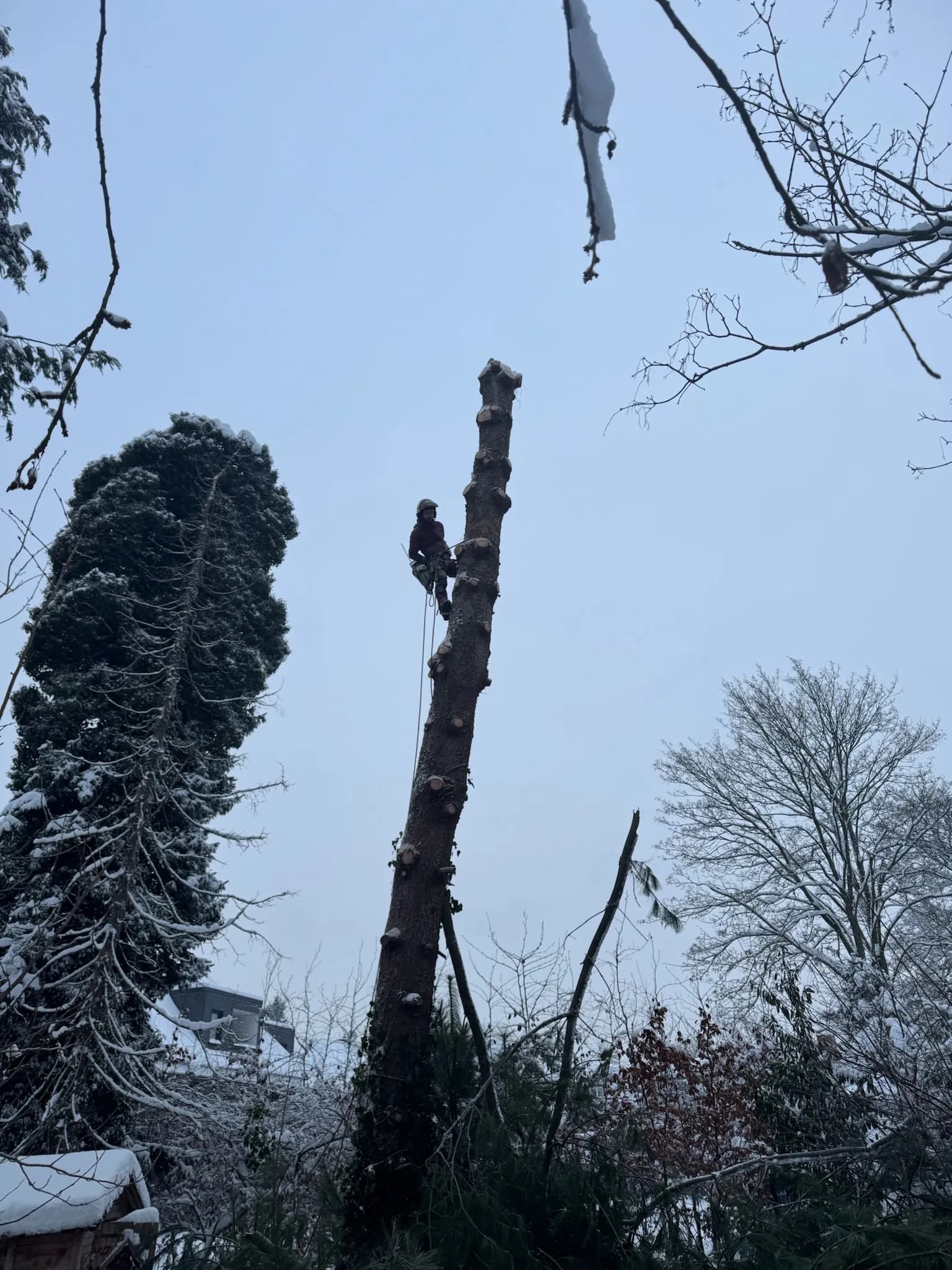 Baumfällung Schleswig-Holstein – Nordgrün Baum- und Landschaftspflege Hamburg