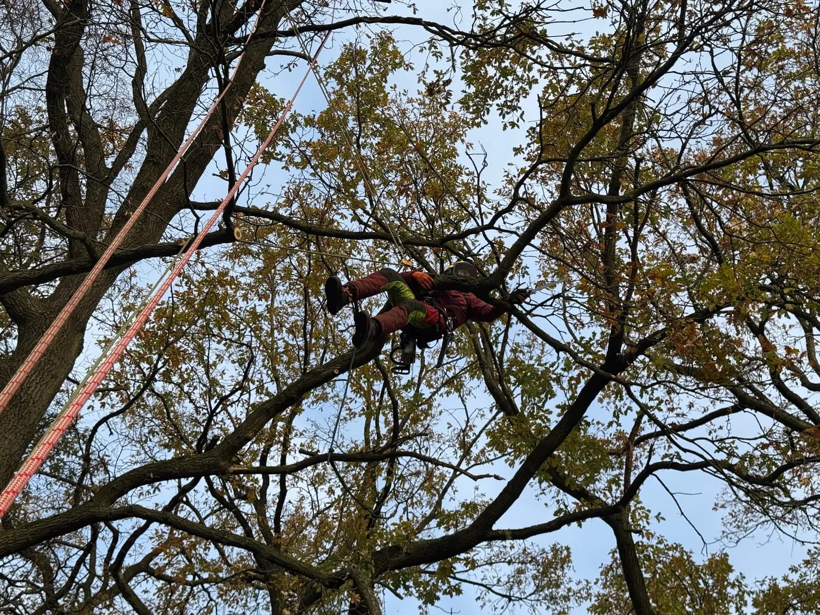 Baumpflege Hamburg – Nordgrün Baum- und Landschaftspflege Hamburg